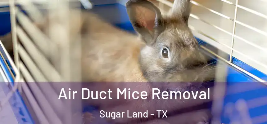 Air Duct Mice Removal Sugar Land - TX